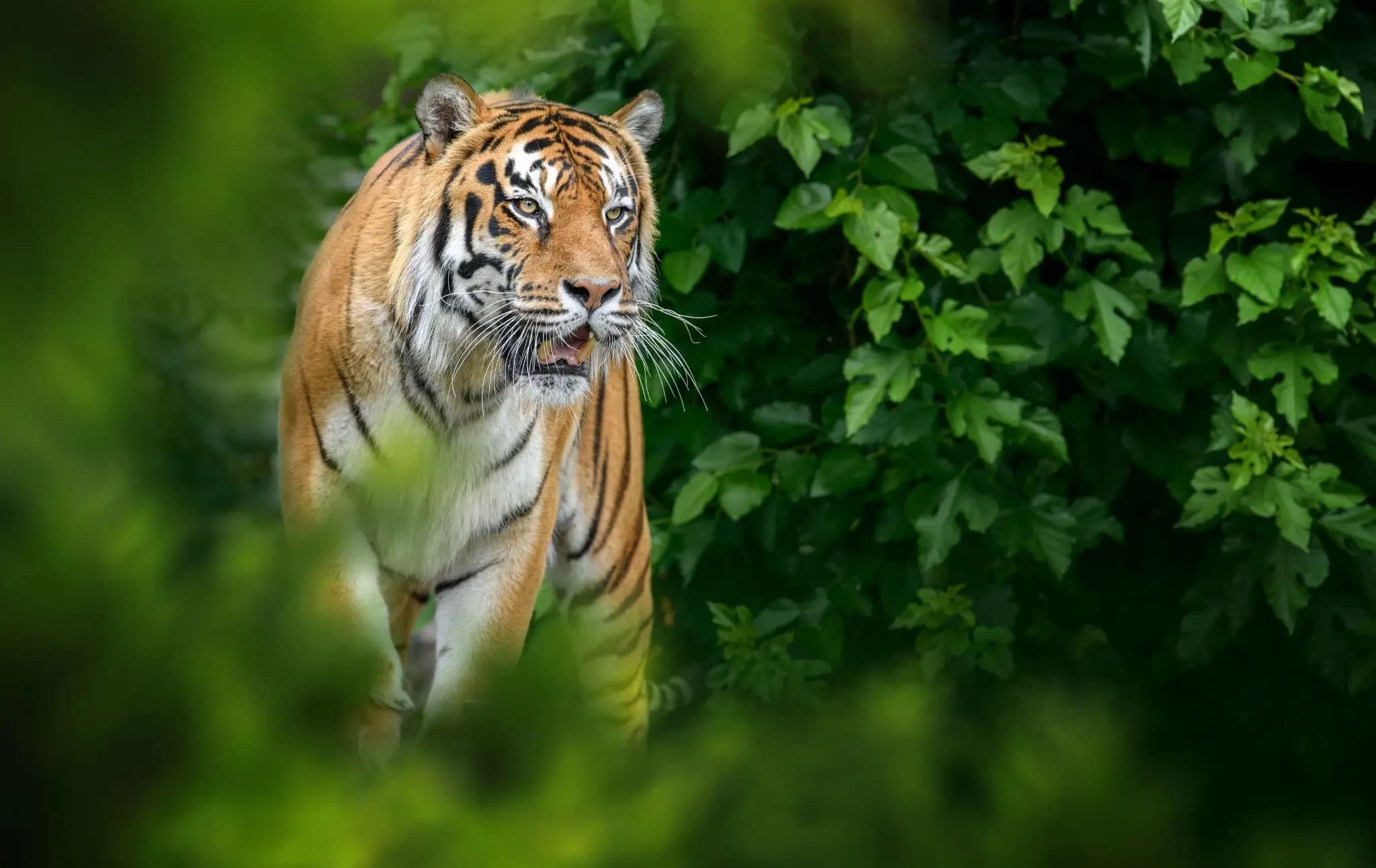 Bhadra Jungle Safari