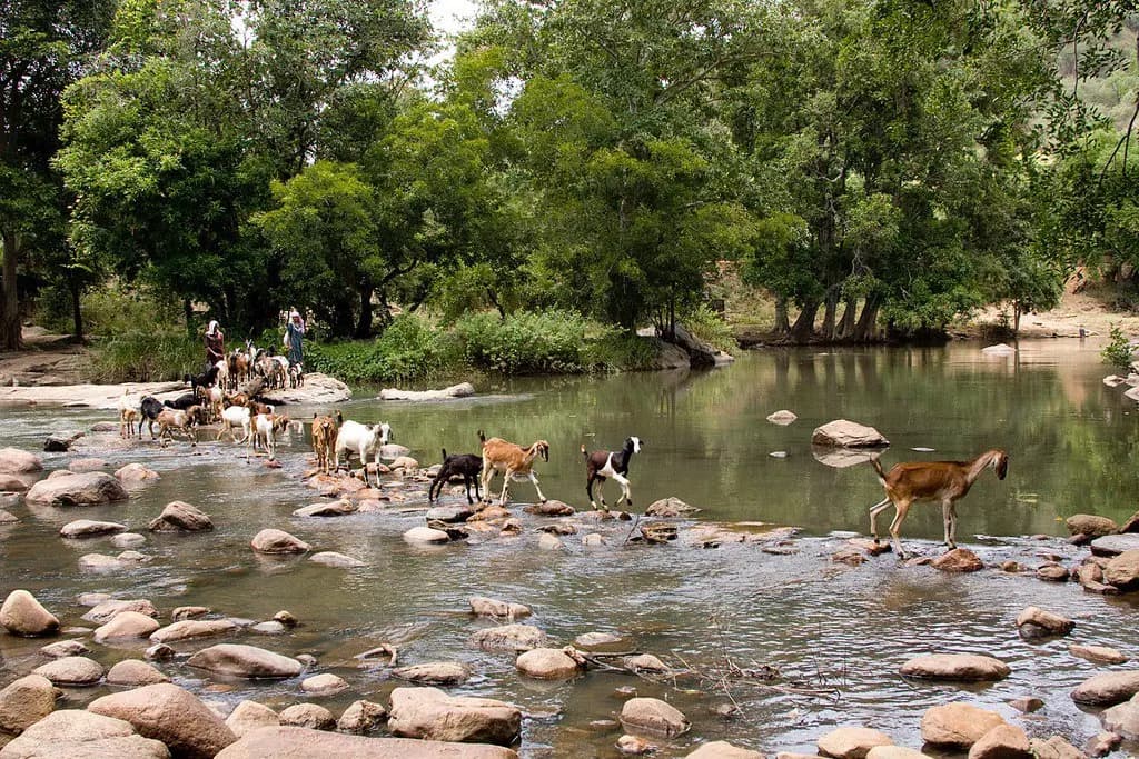 Chinnar Wildlife