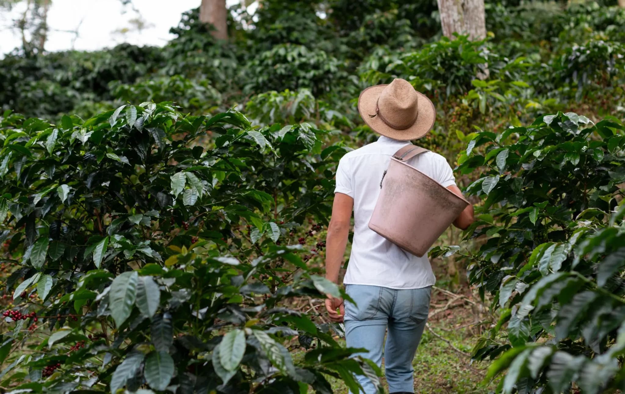 Coffee Estate Walk