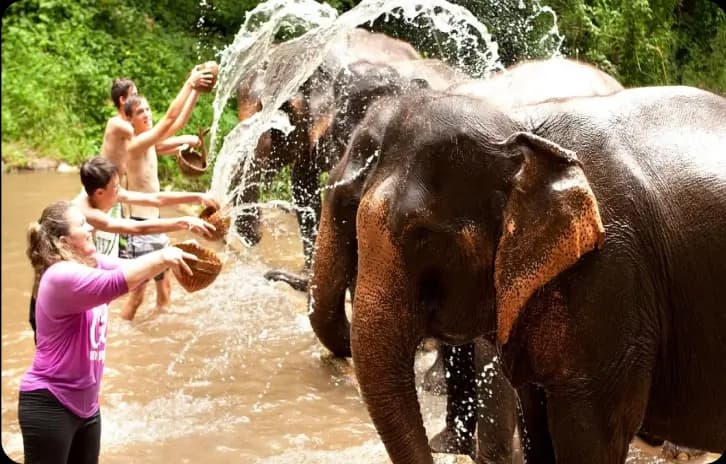 Dubare Elephant Camp