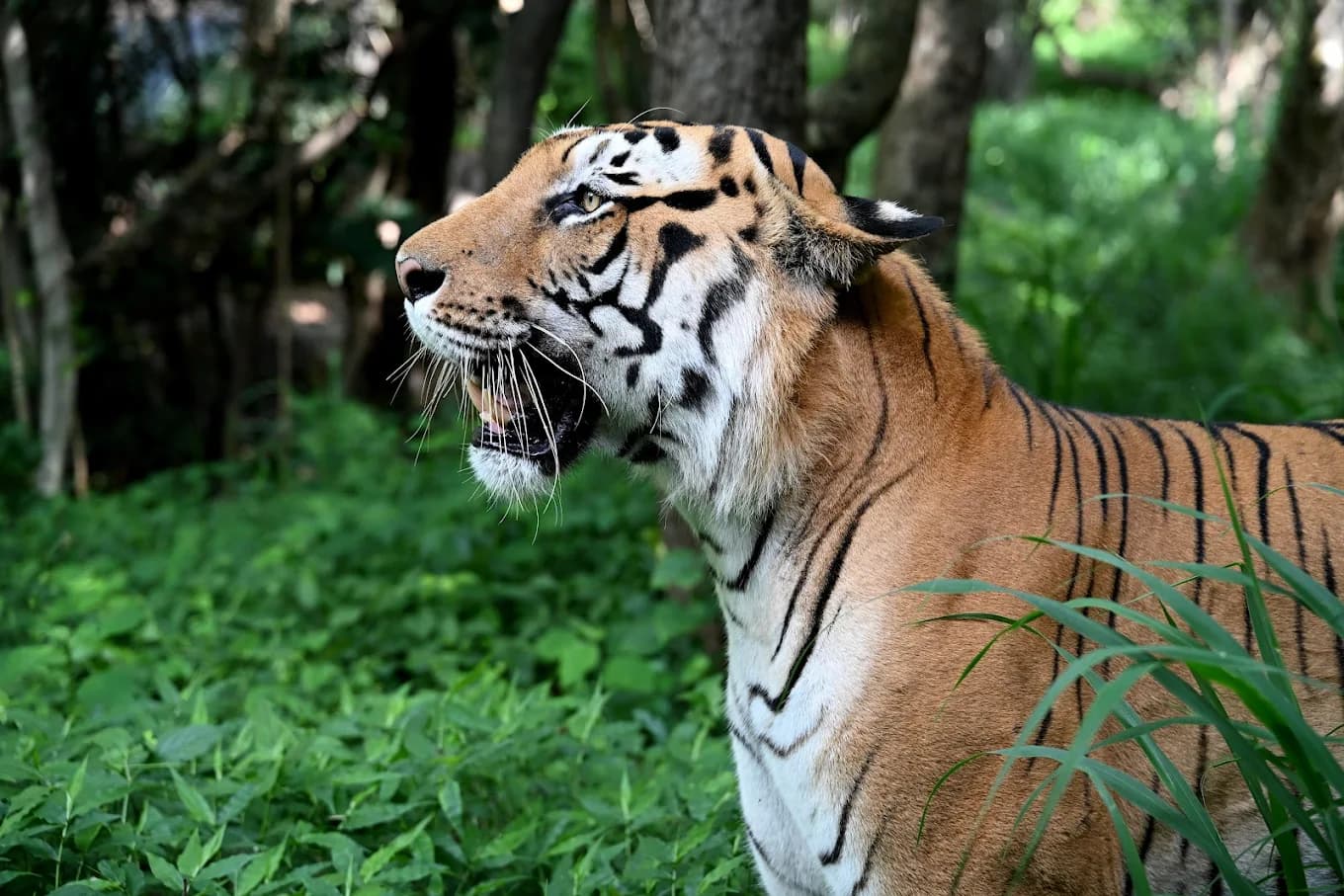 Bannerghatta National Park